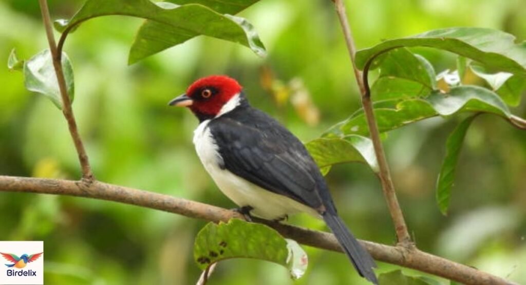 Masked Cardinal
