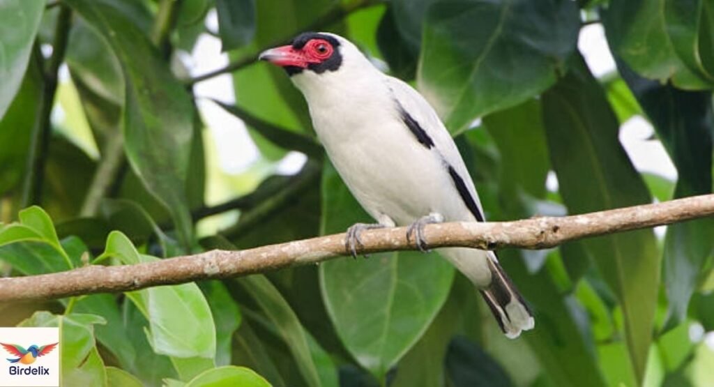 Masked Tityra