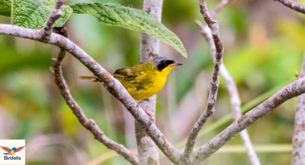 Masked Yellowthroat