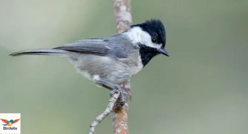 Mexican Chickadee