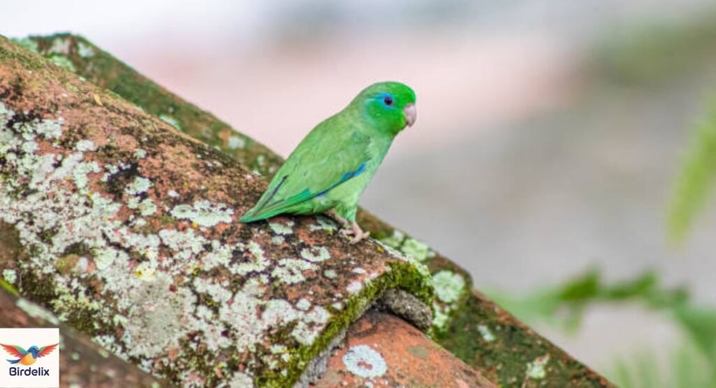Mexican Parrotlet
