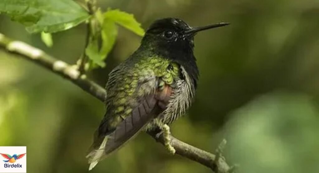 Mexican Woodnymph