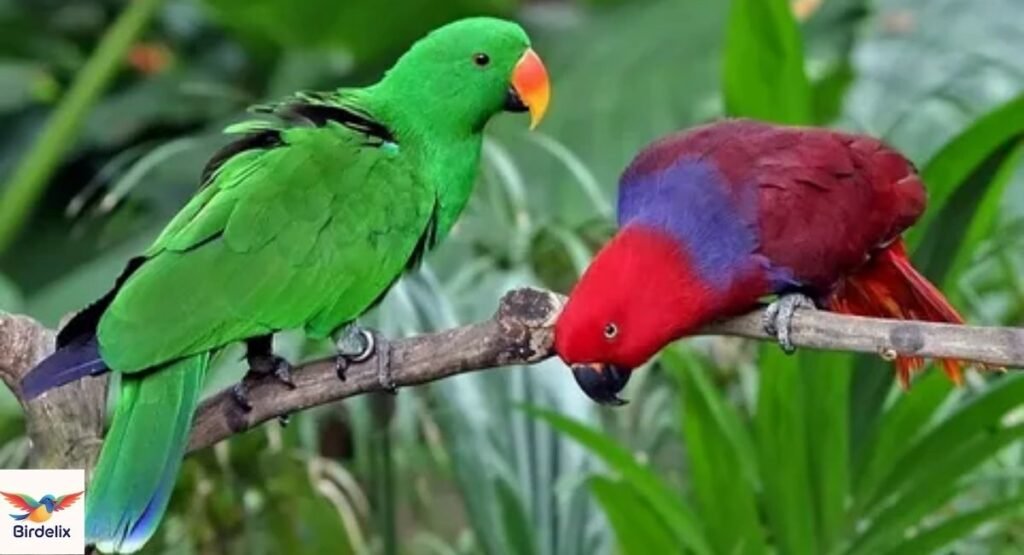 Moluccan Eclectus