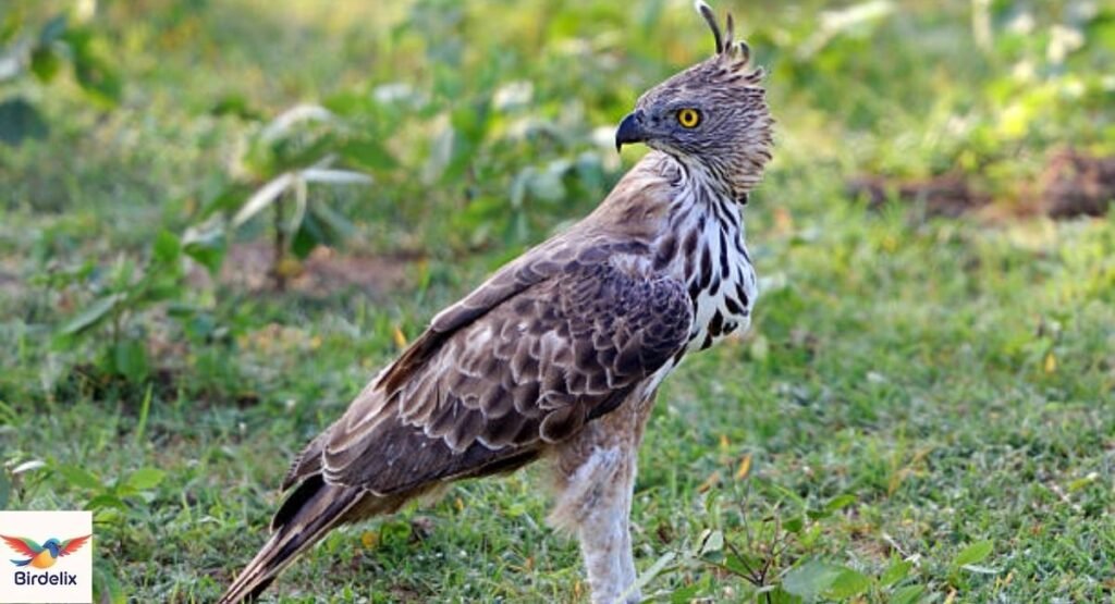 Mountain Hawk-Eagle