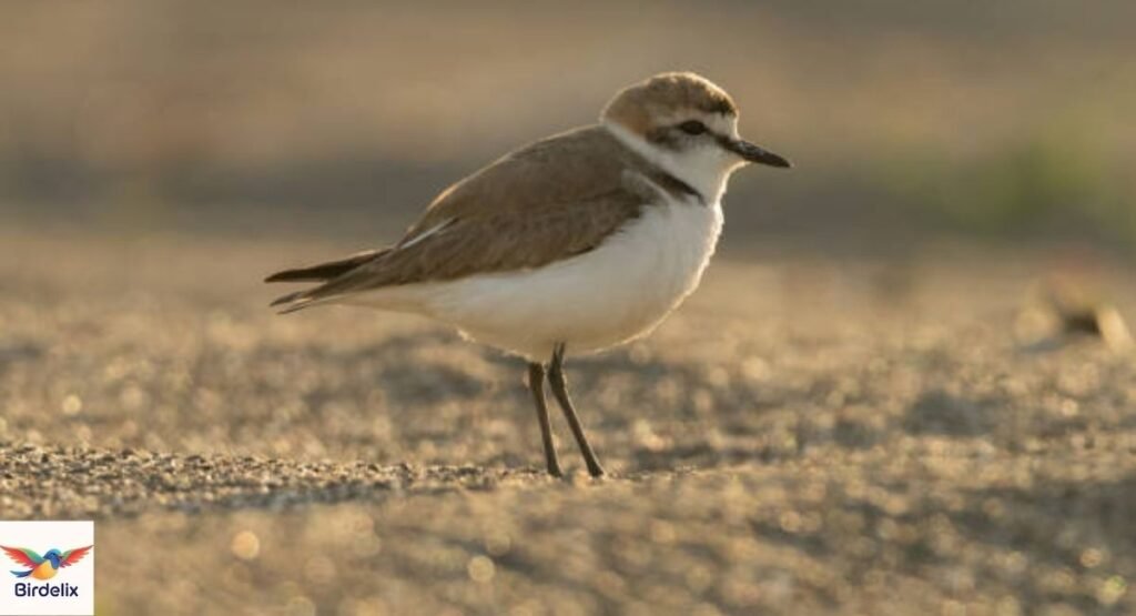Mountain Plover