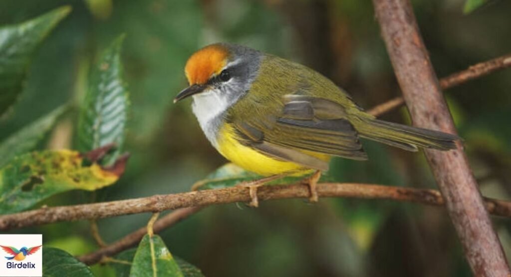  Mountain Tailorbird