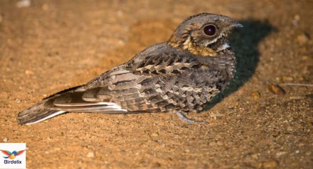 Nacunda Nighthawk