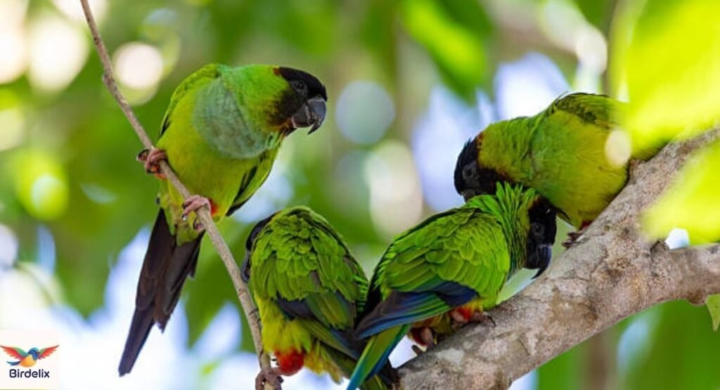 Nanday Parakeet
