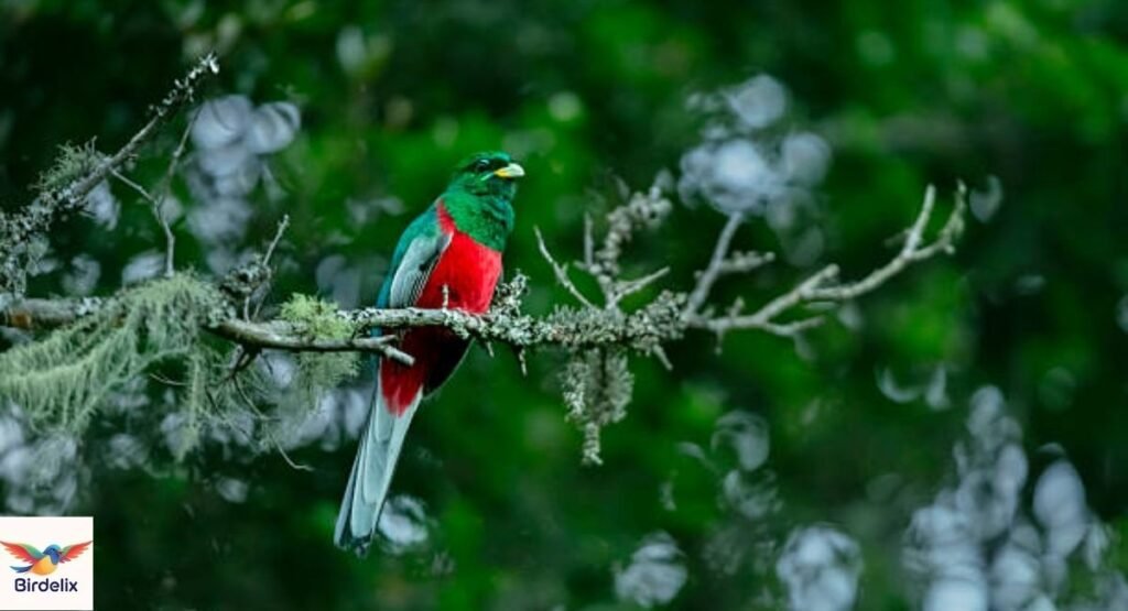 Narina Trogon