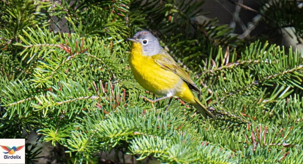 Nashville Warbler