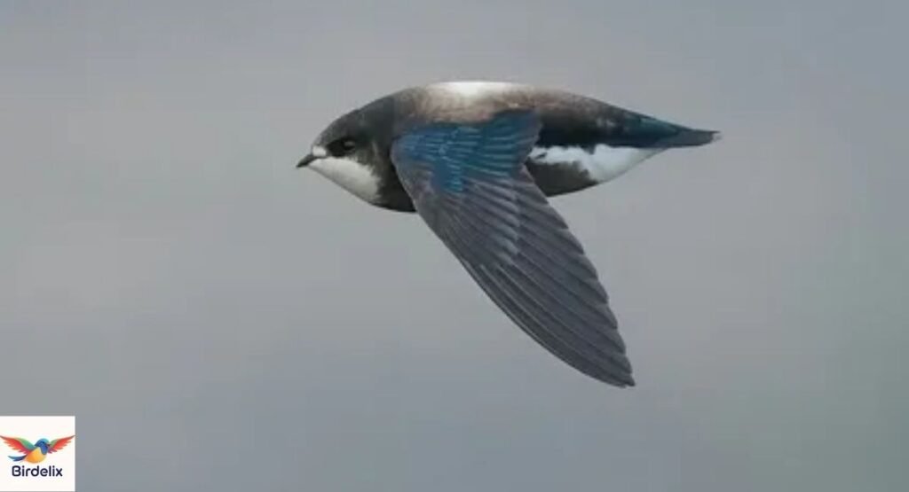 Needletail Swift