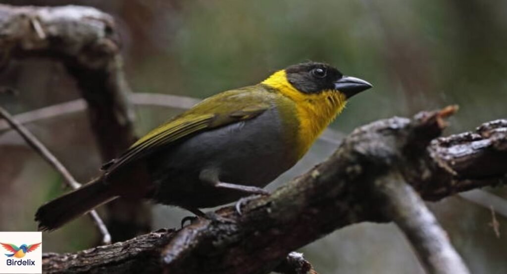 Nelicourvi Weaver