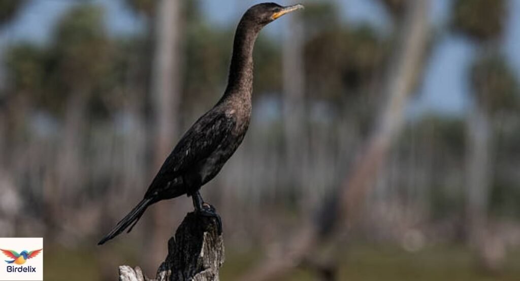 Neotropic Cormorant