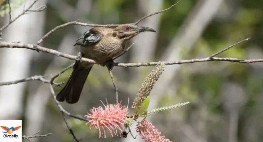 New Caledonia Friarbird