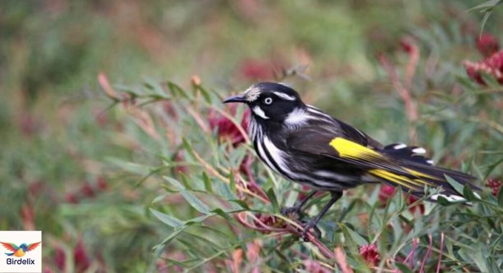 New Holland Honeyeater