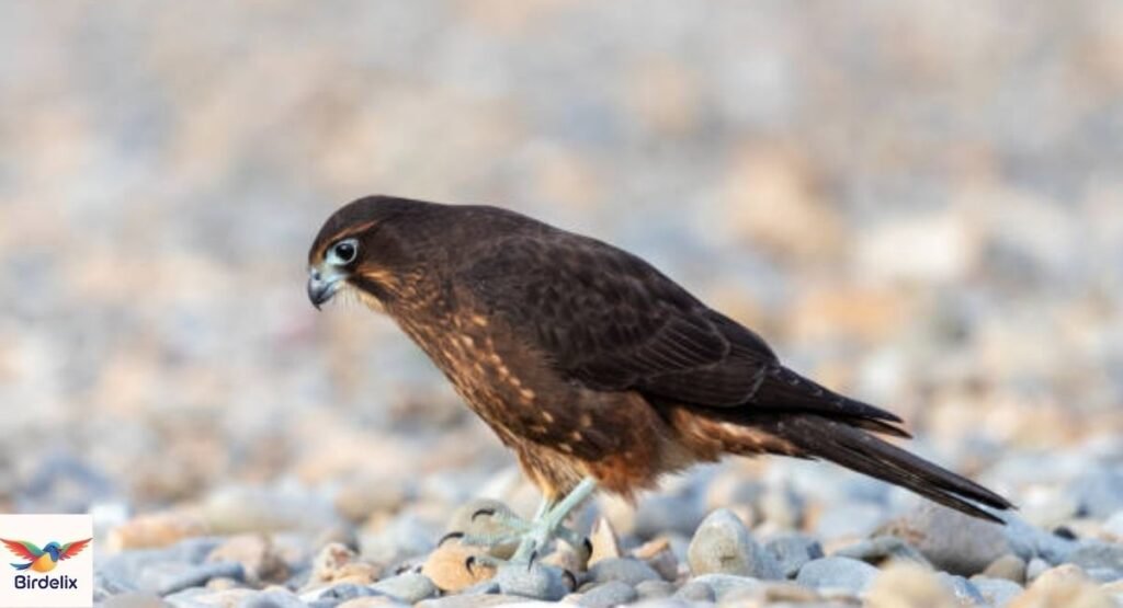 New Zealand Falcon