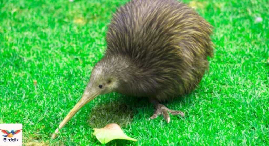  New Zealand Kiwi