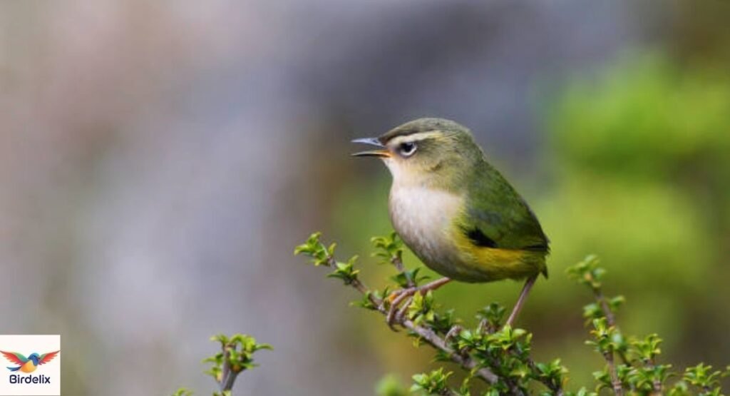 New Zealand Rockwren