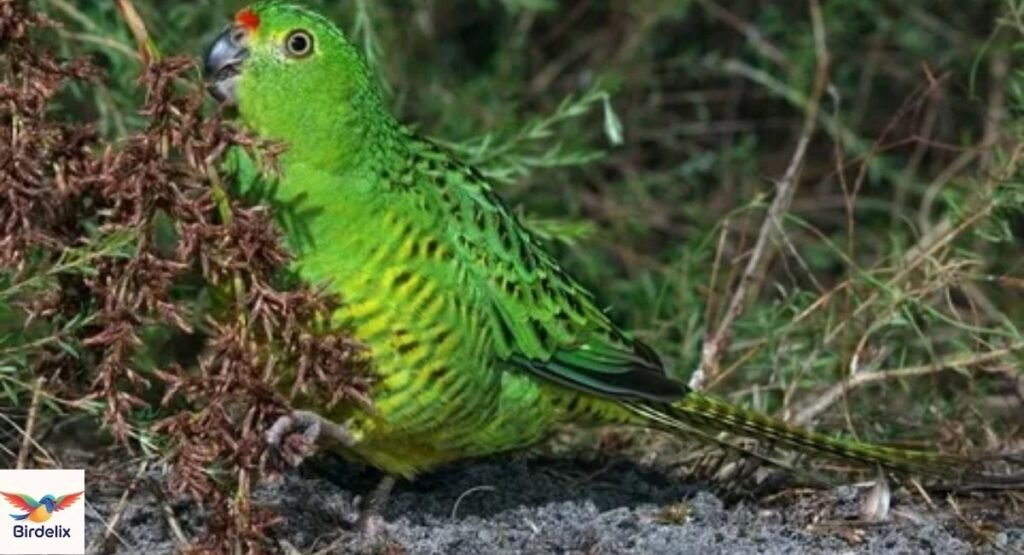 Night Parrot