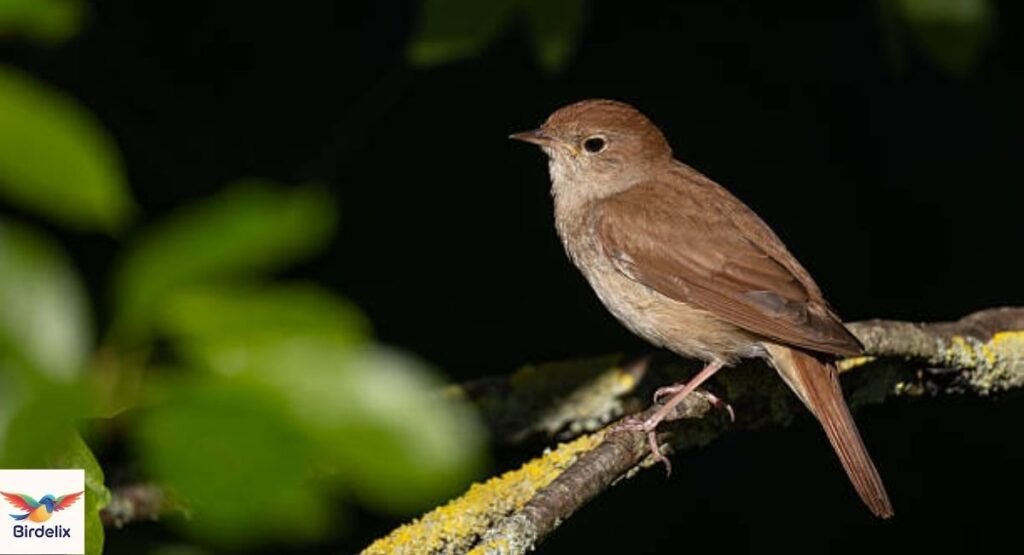 Nightingale