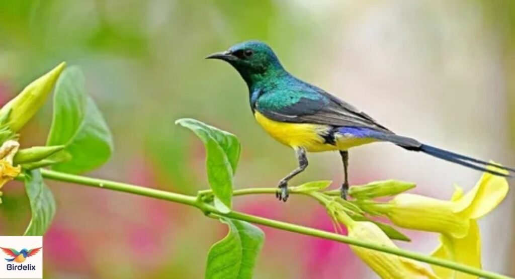 Nile Valley Sunbird