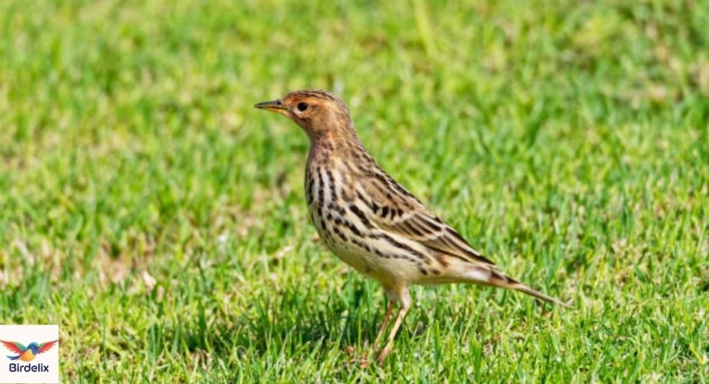Nilgiri Pipit