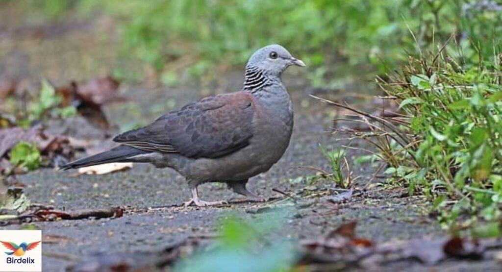 Nilgiri Wood Pigeon