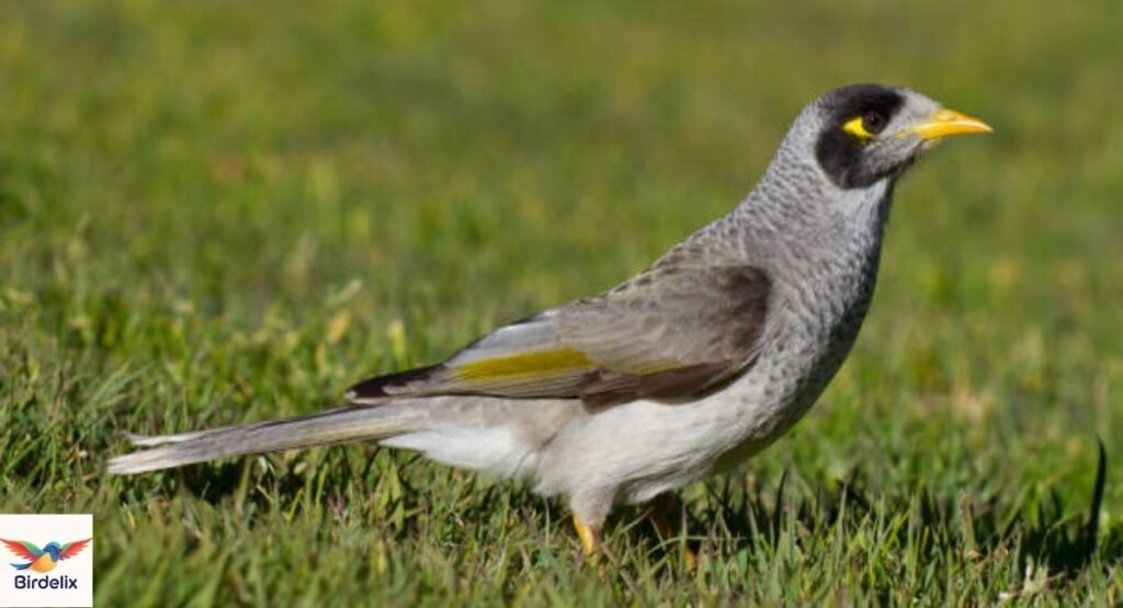 Noisy Miner