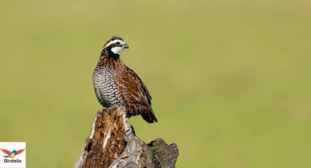  Northern Bobwhite