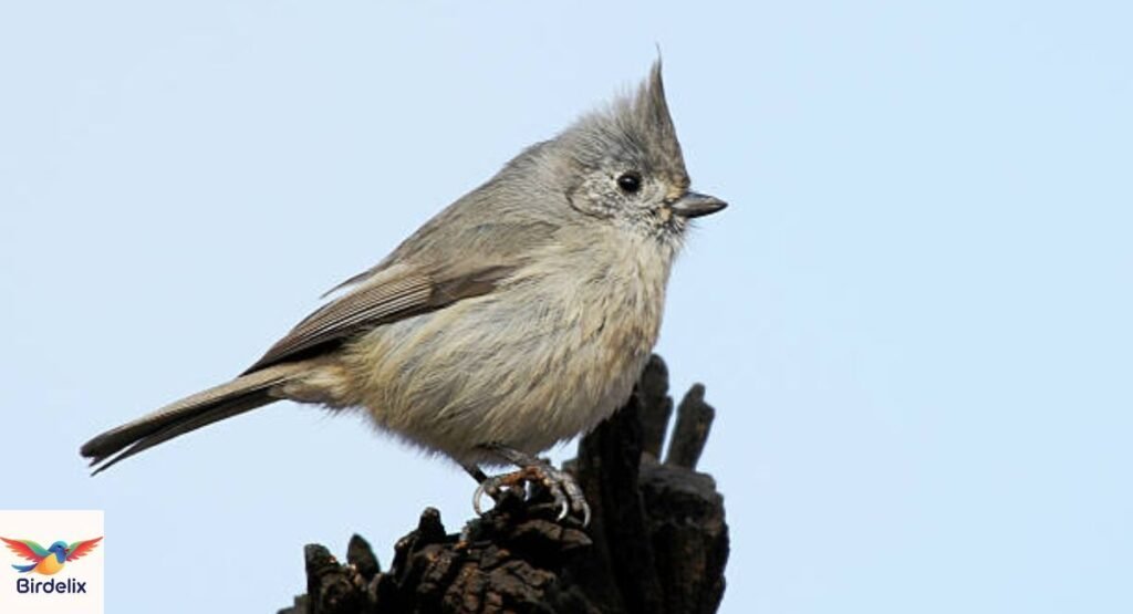 Oak Titmouse