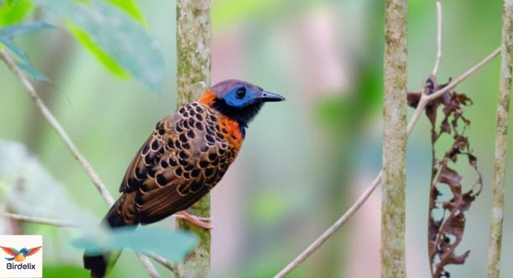 Ocellated Antbird