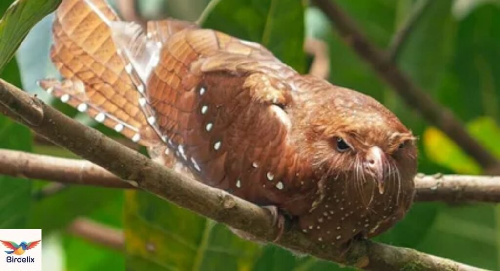 Oilbird