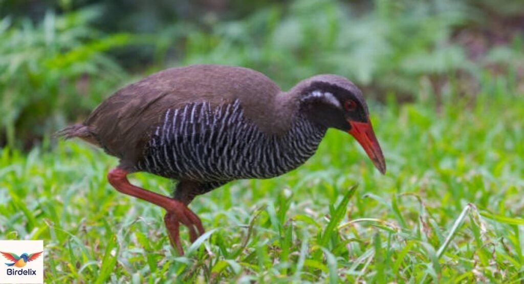 Okinawa Rail