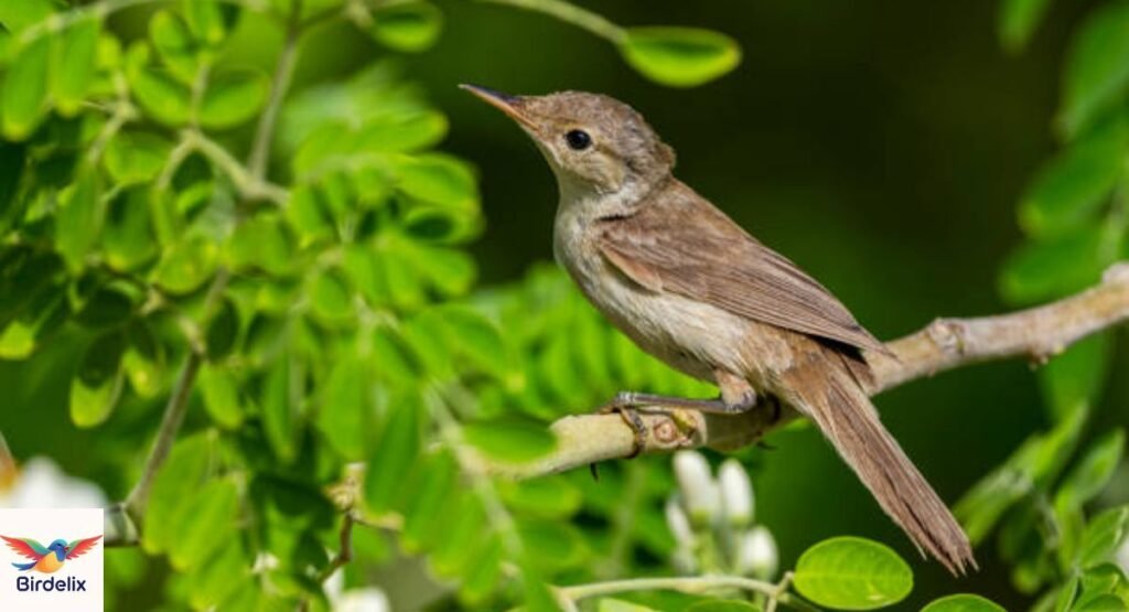 Olivaceous Warbler