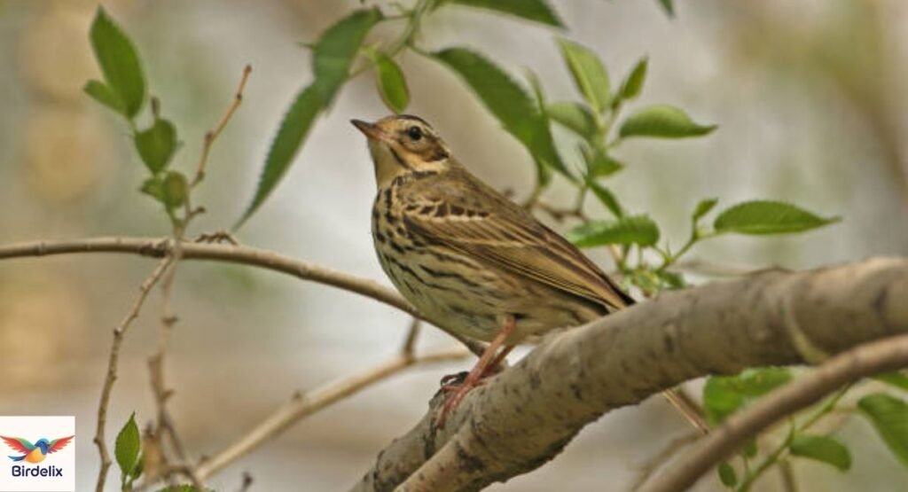 Olive-backed Pipit