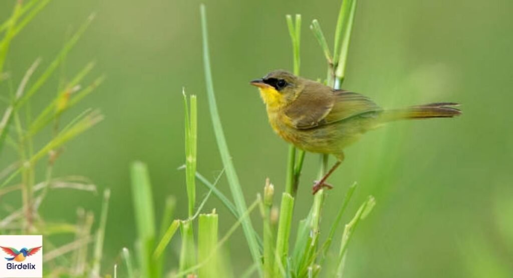 Olive-crowned Yellowthroat
