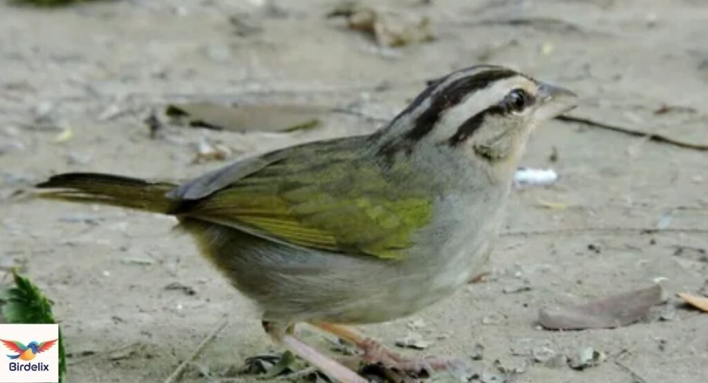 Olive Sparrow