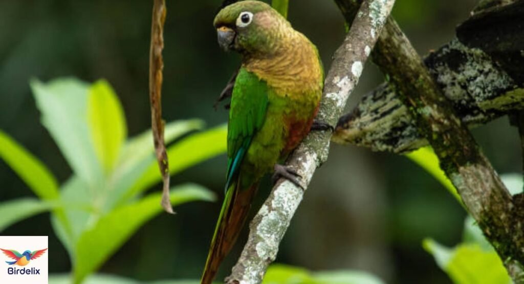 Olive-throated Parakeet