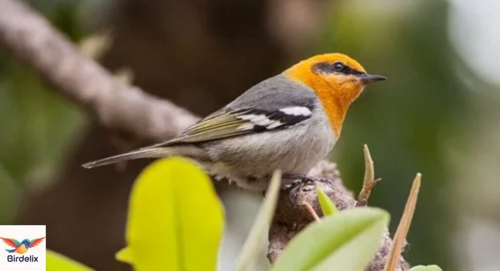 Olive Warbler