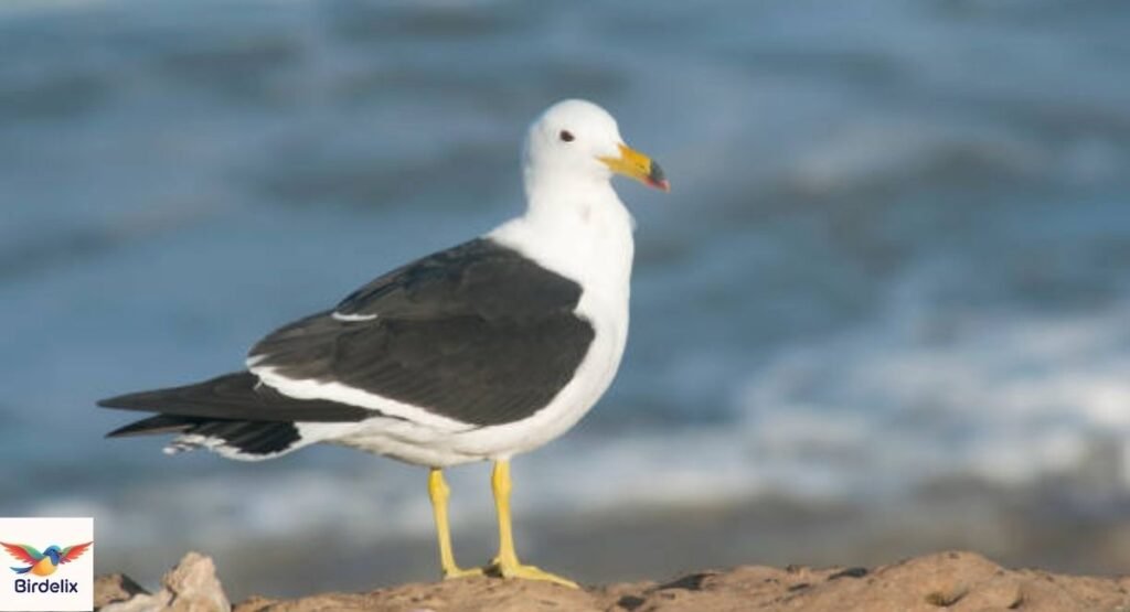 Olrog's Gull