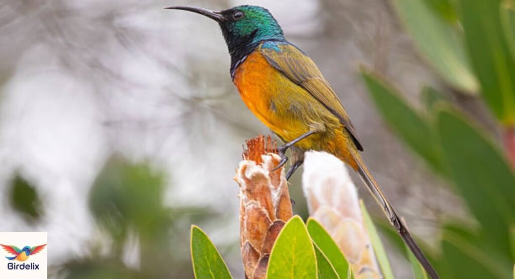 Orange-breasted Sunbird