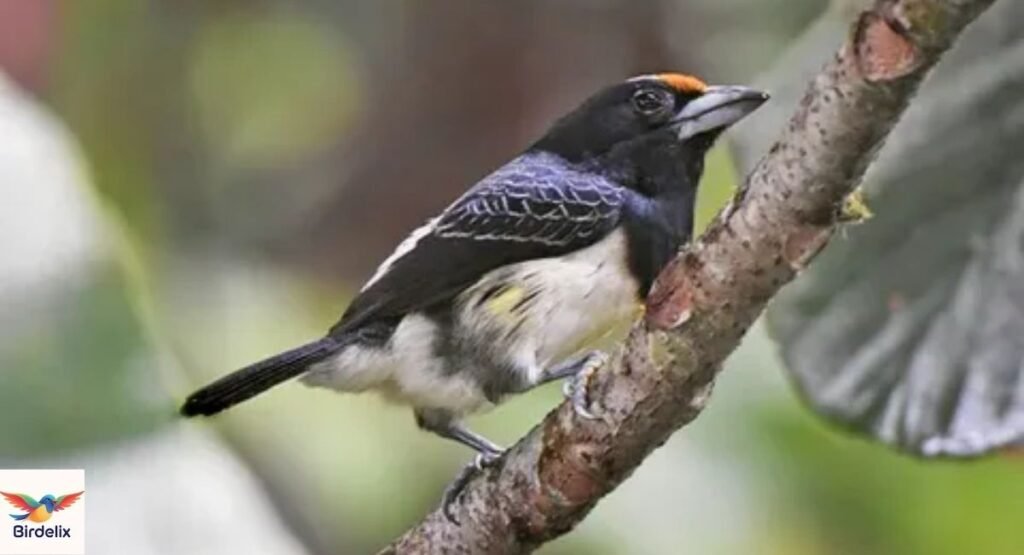 Orange-fronted Barbet