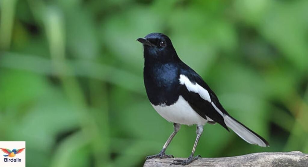 Oriental Magpie-Robin