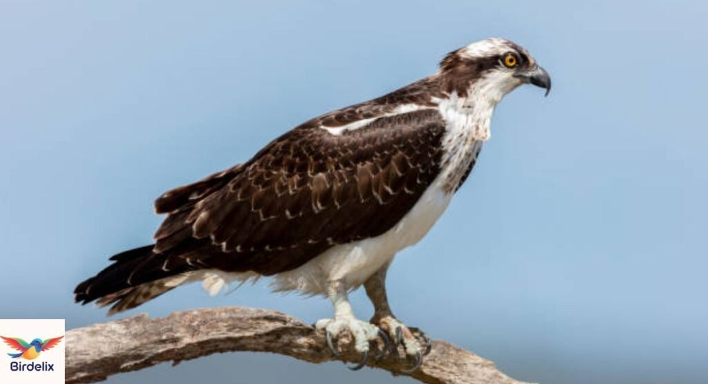 Osprey
