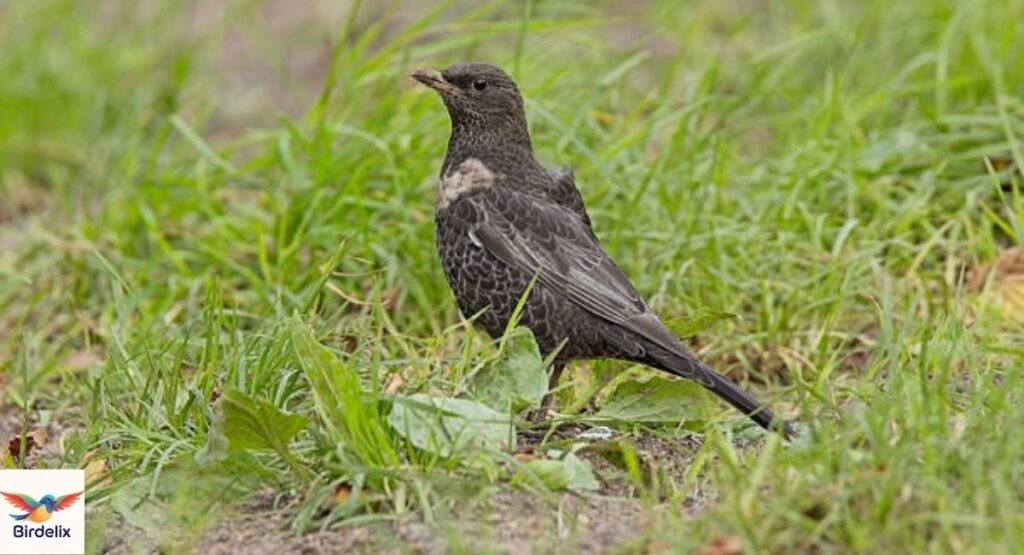 Ouzel