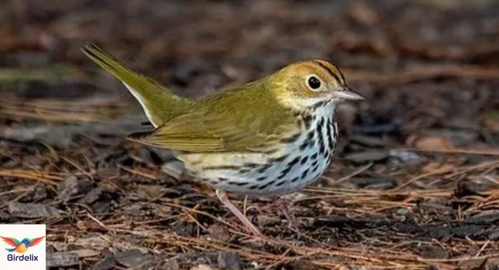 Ovenbird