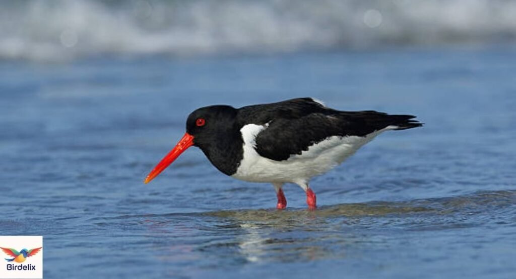 Oystercatcher