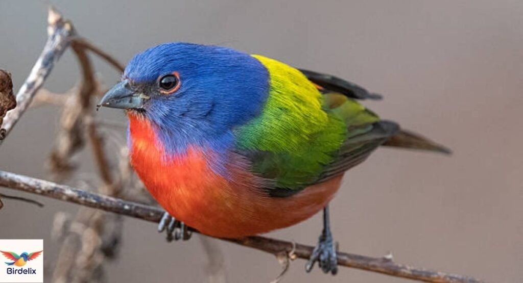 Painted Bunting