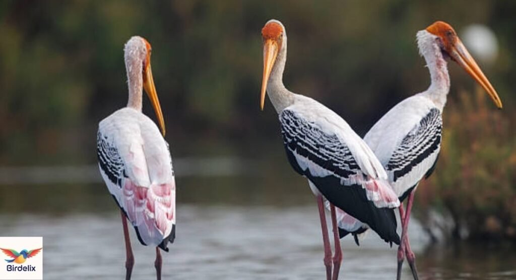 Painted Stork