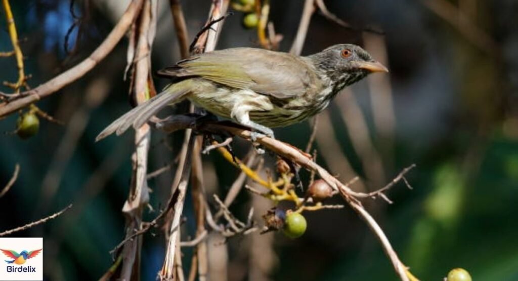 Palmchat